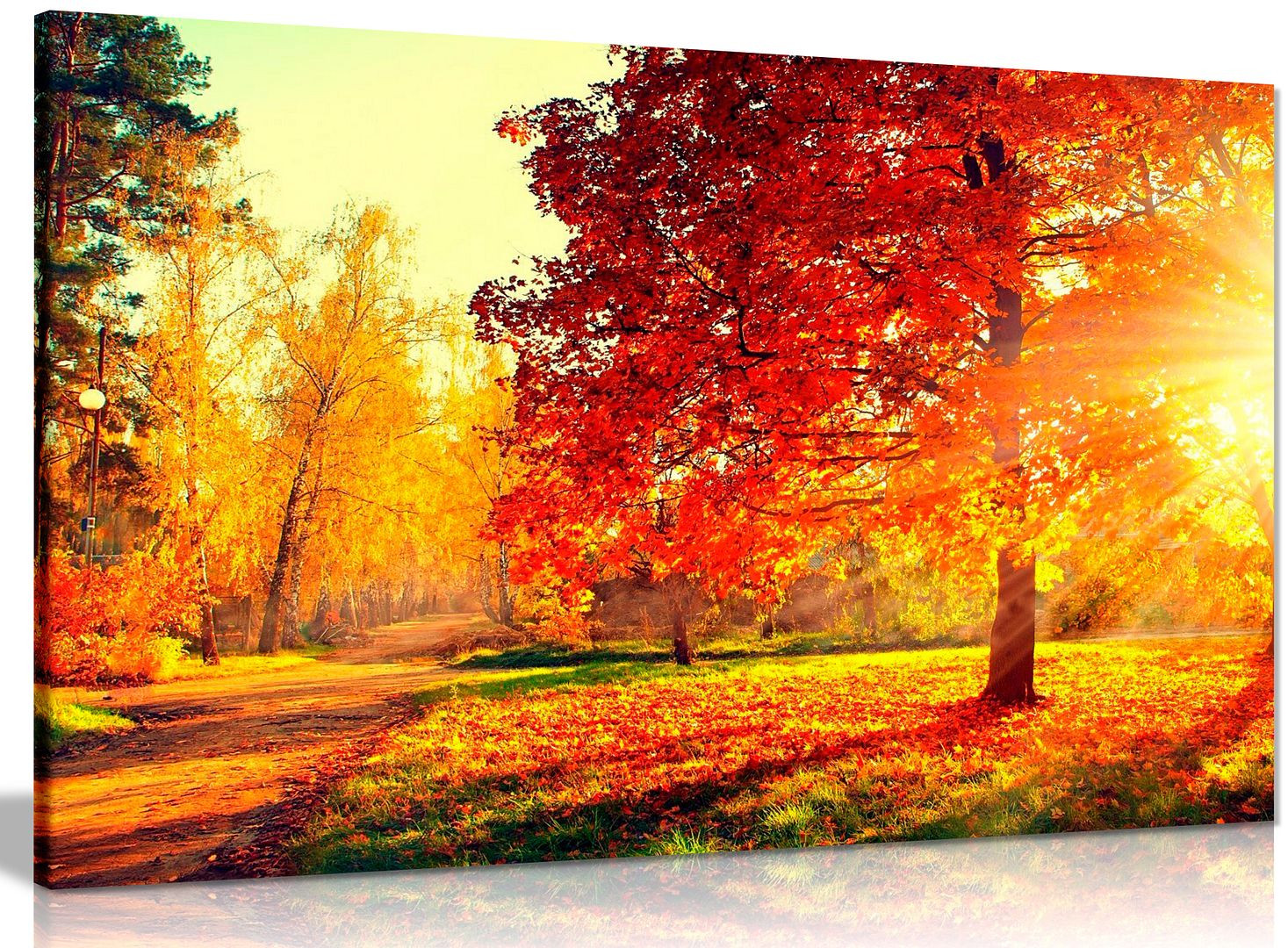 Early Autumn Light 版画 Autumn Scene Trees And Leaves In Sun Light Landscape Canvas Print